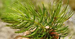 Attēlu rezultāti vaicājumam “Ceratophyllum demersum leaf”