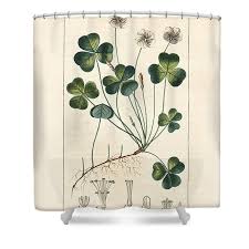 Attēlu rezultāti vaicājumam “Oxalis acetosella leaf”