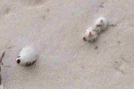 Attēlu rezultāti vaicājumam “Agathomyia wankowiczii”