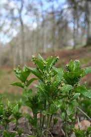 Attēlu rezultāti vaicājumam “Mercurialis perennis”