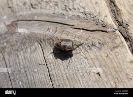 Attēlu rezultāti vaicājumam “Chlorochroa juniperina imago”