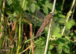 Attēlu rezultāti vaicājumam “Libellula fulva male”