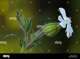 Attēlu rezultāti vaicājumam “Silene latifolia subsp. alba”