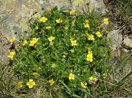 Attēlu rezultāti vaicājumam “Potentilla erecta”