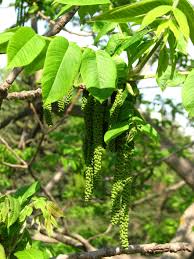 Attēlu rezultāti vaicājumam “Juglans mandshurica male flower”