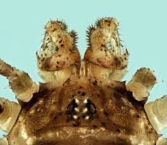 Attēlu rezultāti vaicājumam “Lophopilio palpinalis”