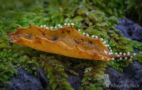 Attēlu rezultāti vaicājumam “Didymium squamulosum”