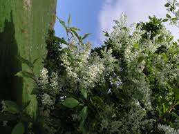 Attēlu rezultāti vaicājumam “Padus avium leaf”