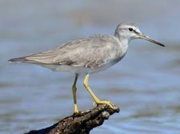 Image result for Tringa brevipes