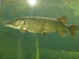 Image result for Esox lucius