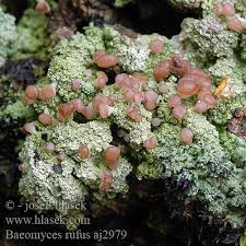 Attēlu rezultāti vaicājumam “Baeomyces rufus”