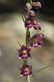 Attēlu rezultāti vaicājumam “Epipactis atrorubens bud”