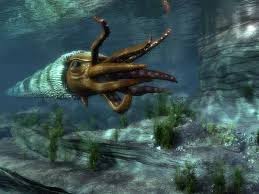 Attēlu rezultāti vaicājumam “Endoceras”