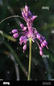 Attēlu rezultāti vaicājumam “Eurhynchiastrum pulchellum macro”