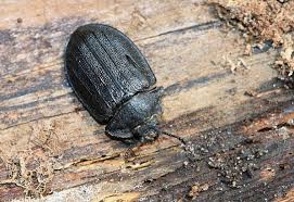 Attēlu rezultāti vaicājumam “Peltis grossa”