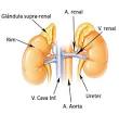 <b>Glândula</b> suprarrenal