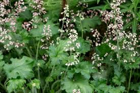 Image result for Heuchera `Swirling Fantasy`