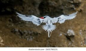 Image result for Phaethon aethereus