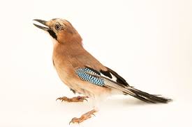 Attēlu rezultāti vaicājumam “Garrulus glandarius”