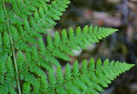 Attēlu rezultāti vaicājumam “Dryopteris dilatata”