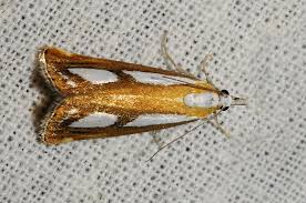 Attēlu rezultāti vaicājumam “Catoptria permutatellus”