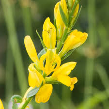 Image result for Genista tinctoria
