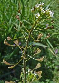 Attēlu rezultāti vaicājumam “Capsella bursa-pastoris flower”