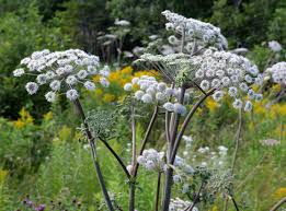 Image result for Angelica silvestris