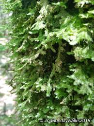 Attēlu rezultāti vaicājumam “Neckera pennata”