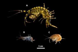Attēlu rezultāti vaicājumam “Lycogala asperum young”