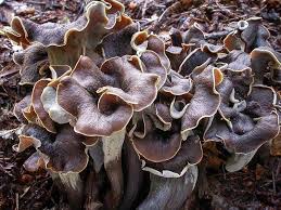 Attēlu rezultāti vaicājumam “Craterium sp.”