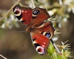 Attēlu rezultāti vaicājumam “Inachis io”