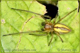 Attēlu rezultāti vaicājumam “Cheiracanthium sp. male”