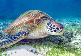 Image result for Chelonia mydas