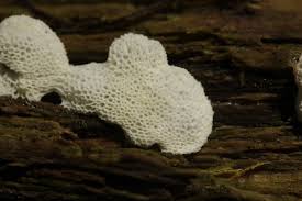 Attēlu rezultāti vaicājumam “Ceratiomyxa porioides”