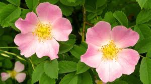 Image result for Rosa canina