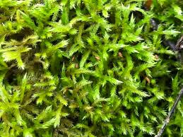 Attēlu rezultāti vaicājumam “Sciuro-hypnum populeum sporophyte”