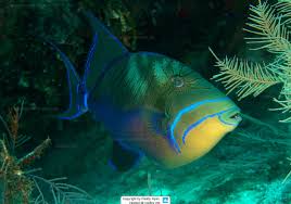 Image result for Balistes vetula