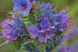 Attēlu rezultāti vaicājumam “Echium vulgare flower”