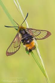 Attēlu rezultāti vaicājumam “Hemaris tityus”
