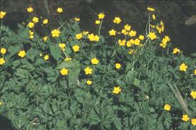 Attēlu rezultāti vaicājumam “Ranunculus acris flower”
