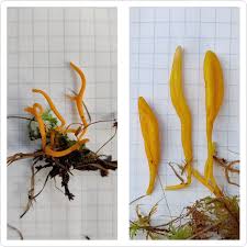 Attēlu rezultāti vaicājumam “Clavulinopsis helvola”