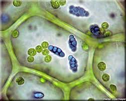 Attēlu rezultāti vaicājumam “Calypogeia azurea”