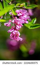 Attēlu rezultāti vaicājumam “Robinia neomexicana flower”