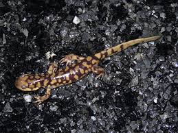 Attēlu rezultāti vaicājumam “Diderma tigrinum macro”