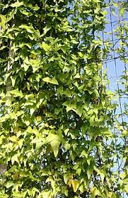 Attēlu rezultāti vaicājumam “Dipogon sp.”