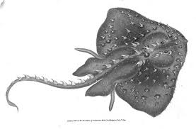 Image result for Amblyraja radiata