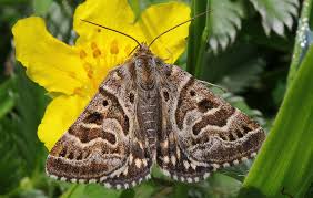 Attēlu rezultāti vaicājumam “Callistege mi”