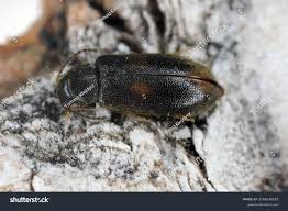 Attēlu rezultāti vaicājumam “Xylita laevigata”