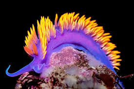 Attēlu rezultāti vaicājumam “Dianema nivale macro”